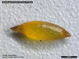   Seeds:   Aphelia gracilis ; Photo by South Australian Seed Conservation Centre, used with permission
